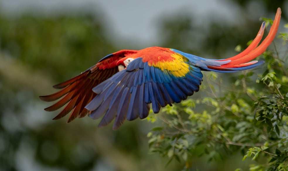 Scarlet Macaw in Costa Rica