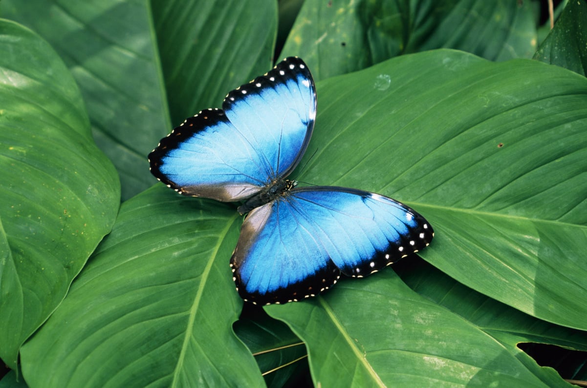 Blue Morpho, Costa Rica