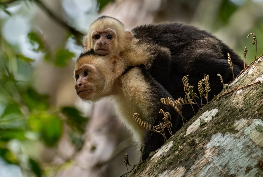 White Faced Capuchin Monkey in Costa Rica