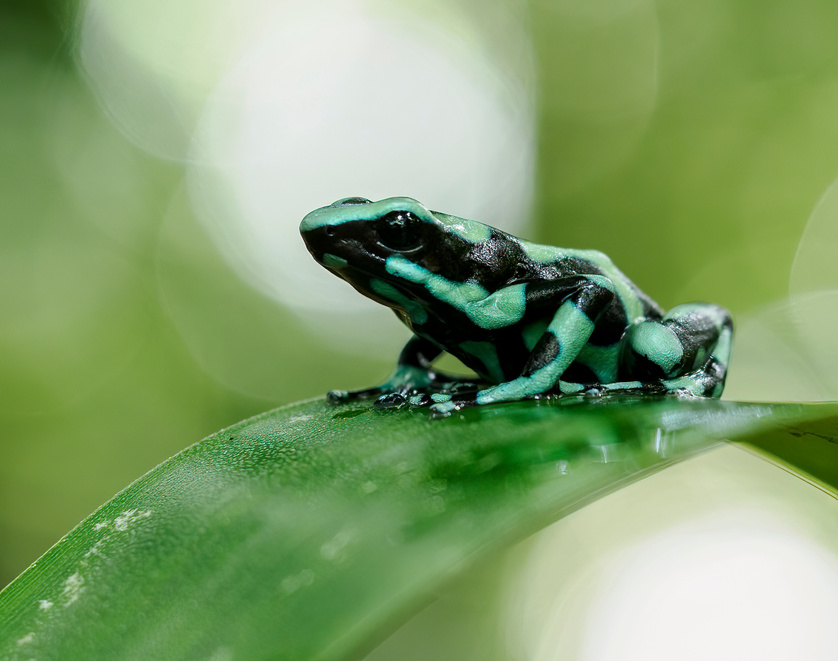 Frogs f Costa Rica