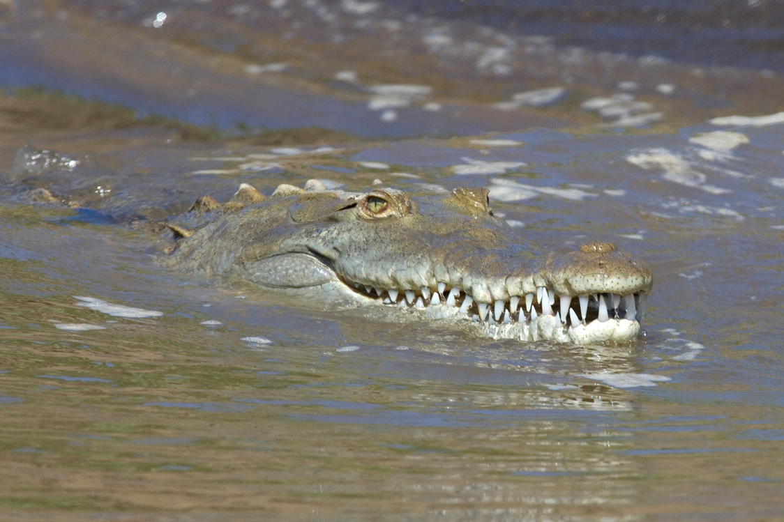 Crocodile, Costa Rica.