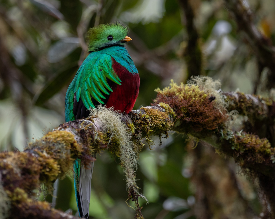 Resplendent Quetzal in Costa Rica