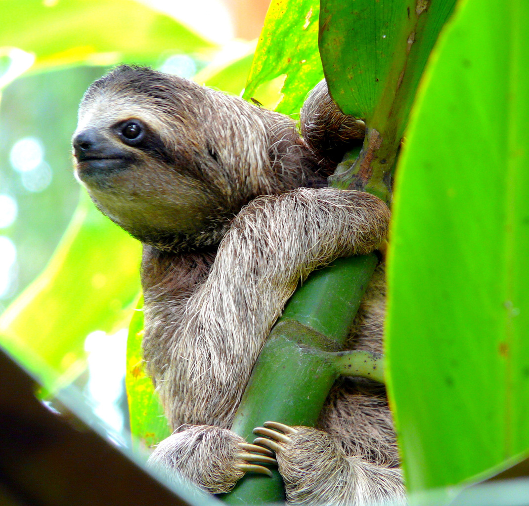 Sloth in Puerto Viejo, Costa Rica.