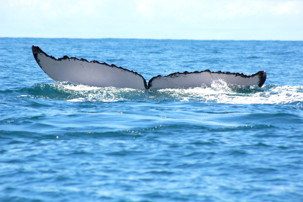 Whale Tail Costa Rica Pacific